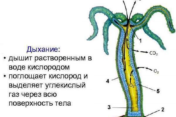 Кракен даркнет ссылка на сайт